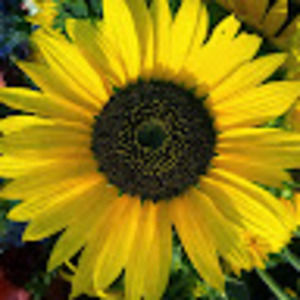 Meet your Posher, Macy